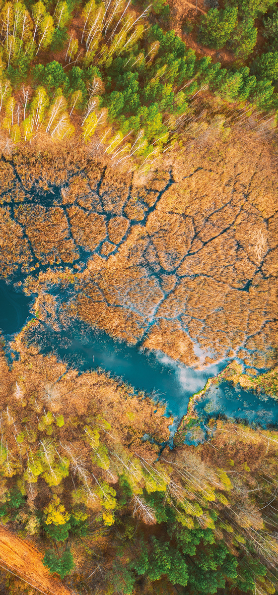 Immagine di una foresta molto verde
